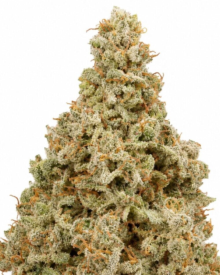 Seed City Seeds Big Bud Auto cannabis plant image 1