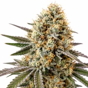 Banner Auto
