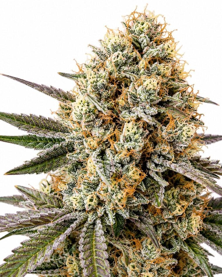 Seed City Seeds Bruce Banner Auto cannabis plant image 1