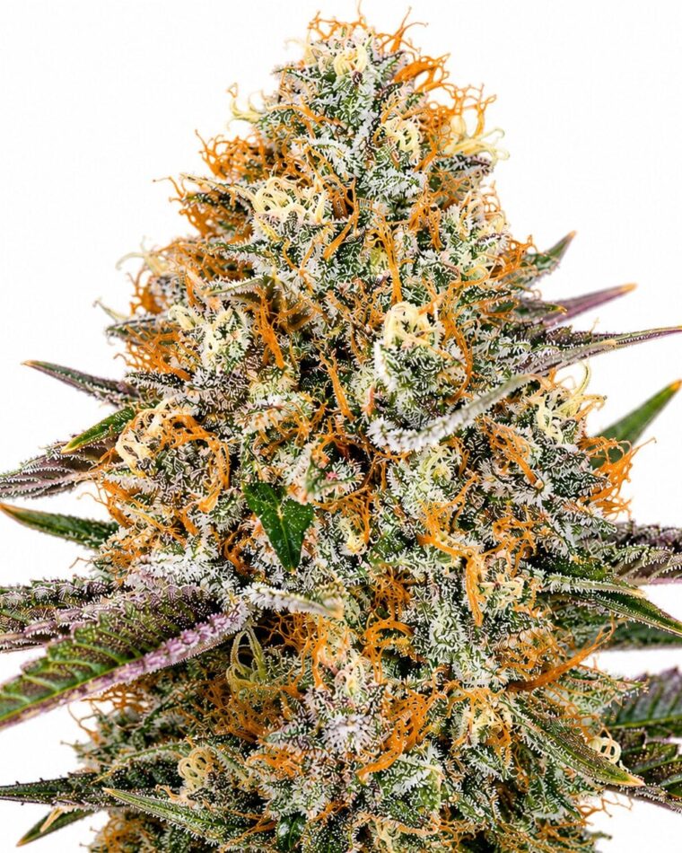 Seed City Seeds Future #1 cannabis plant image 1