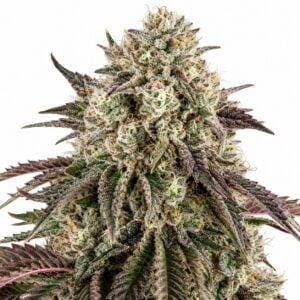 Gloo Cookies