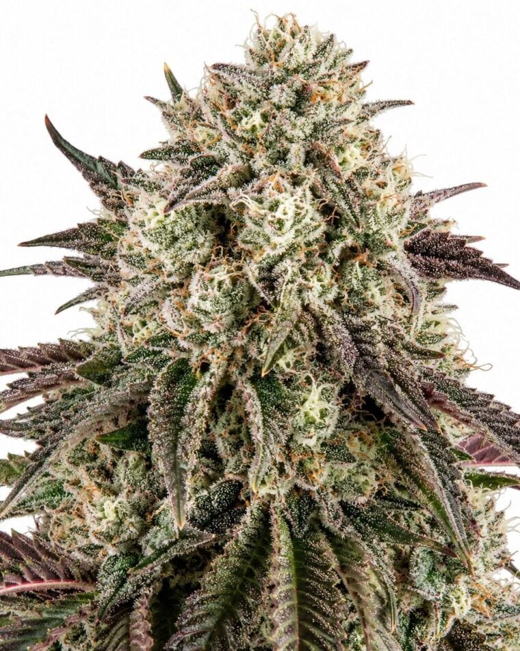 Seed City Seeds Glookies cannabis plant image 1