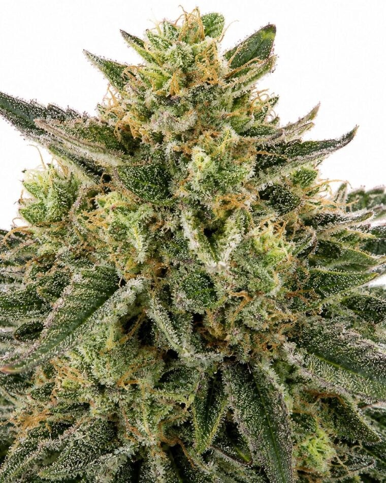 Seed City Seeds Gorilla Zkittlez cannabis plant image 1