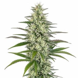 Hawaiian Frost