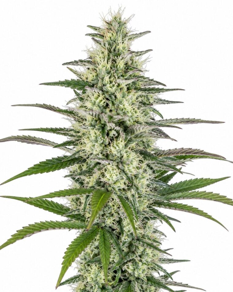 Seed City Seeds Hawaiian Snow cannabis plant image 1
