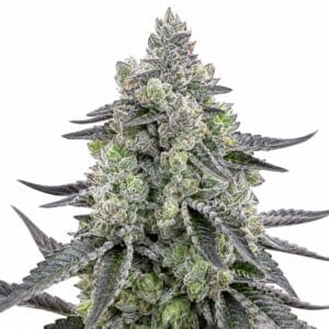 Connor OG