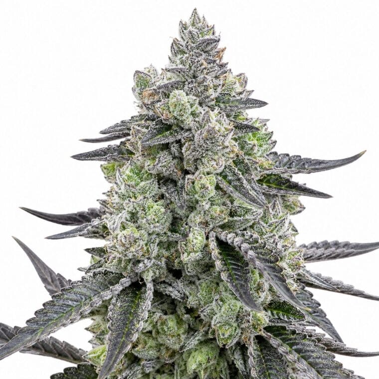 Seed City Seeds John Connor cannabis plant image 1