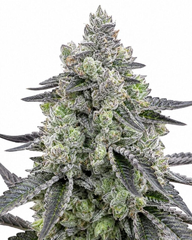 Seed City Seeds John Connor cannabis plant image 1