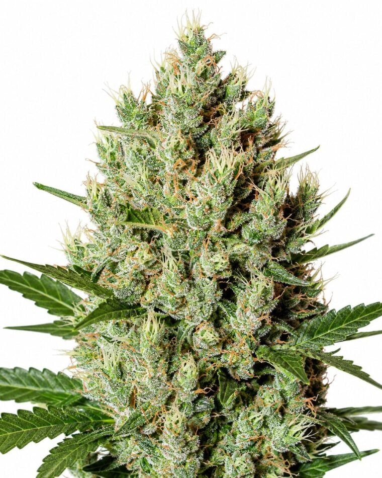 Seed City Seeds Moby Dick cannabis plant image 1