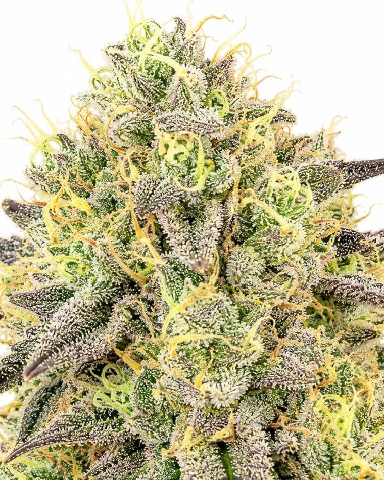 Seed City Seeds Nova OG cannabis plant image 1