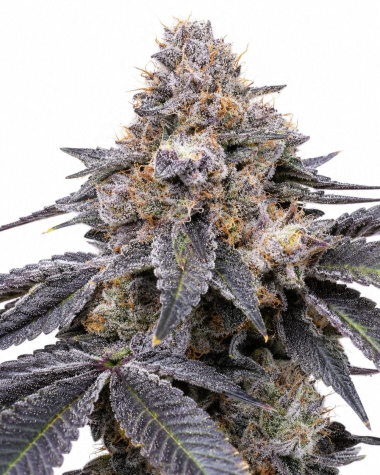 Seed City Seeds Permanent Marker Auto cannabis plant image 1
