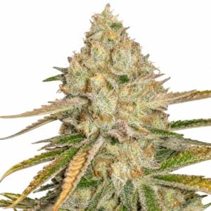 Pineapple Xpress Auto