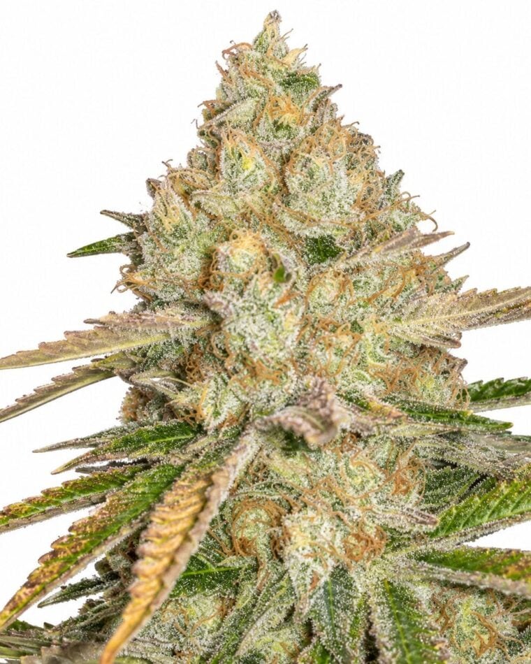 Seed City Seeds Pineapple Express Auto cannabis plant image 1