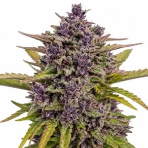 Seed City Seeds Purple Haze Auto cannabis plant image 1