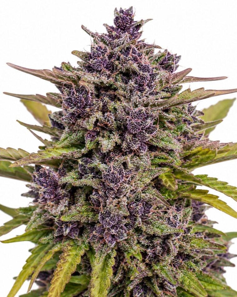 Seed City Seeds Purple Haze Auto cannabis plant image 1