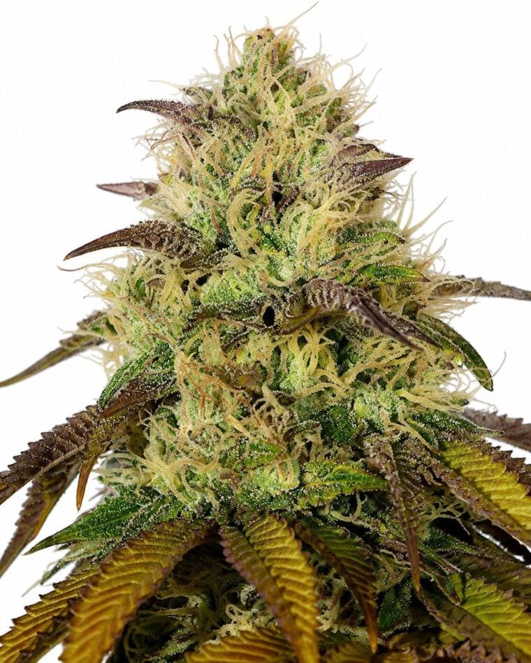 Seed City Seeds RS11 cannabis plant image 1