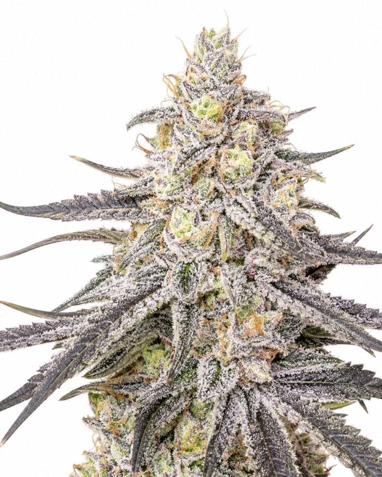 Seed City Seeds Super Boof cannabis plant image 1
