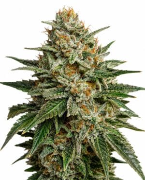 Supreme Lemon Haze Auto