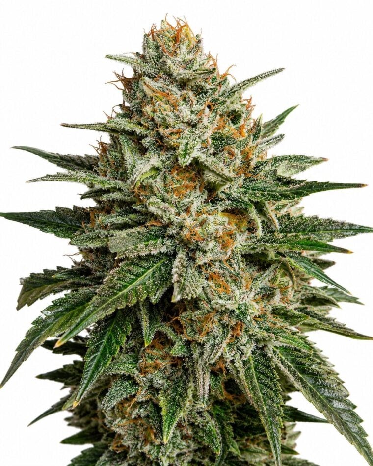 Seed City Seeds Super Lemon Haze Auto cannabis plant image 1