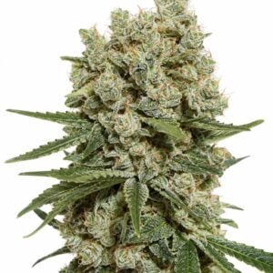 Seed City Seeds Super Silver Haze cannabis plant image 1