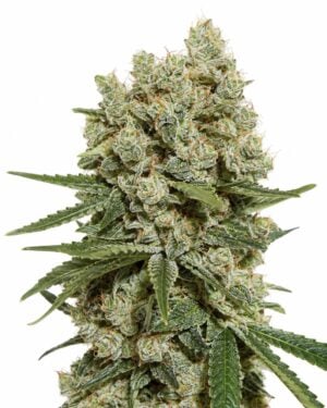 Super Silver Haze
