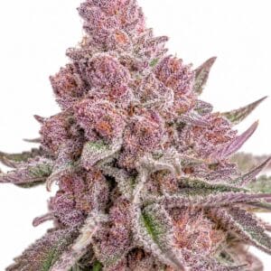 Seed City Seeds Trop Cherry cannabis plant image 1