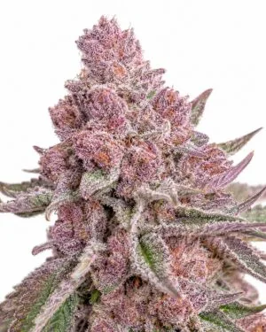 Cherry Cannabis Seeds | Seed City