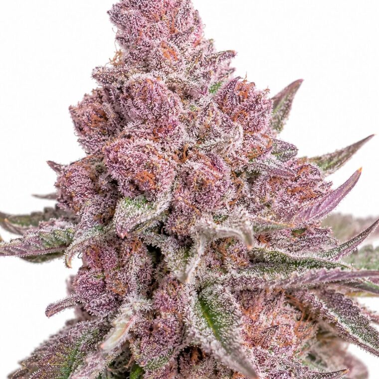 Seed City Seeds Trop Cherry cannabis plant image 1