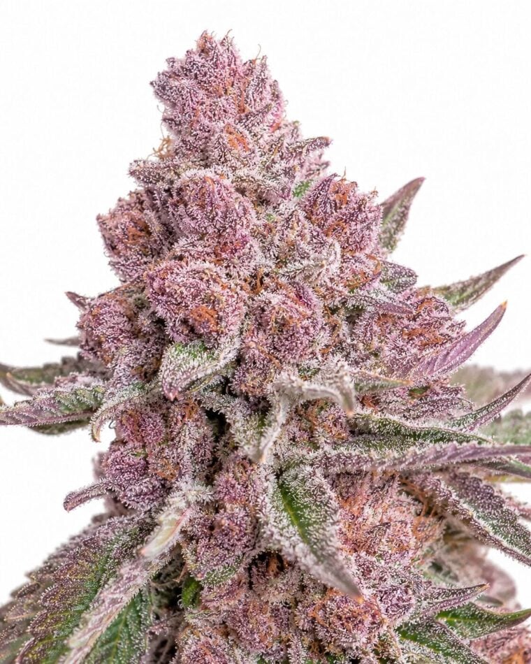 Seed City Seeds Trop Cherry cannabis plant image 1