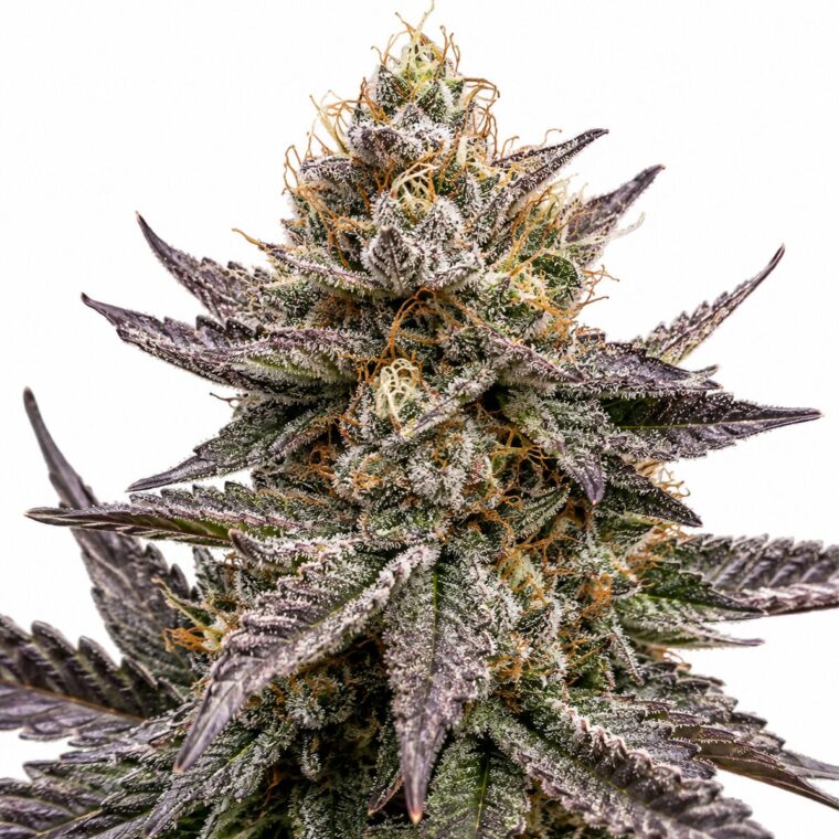 Seed City Seeds Vanilla Frosting cannabis plant image 1