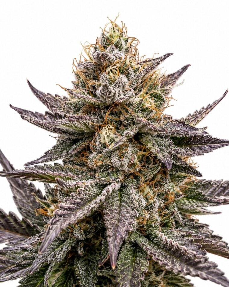 Seed City Seeds Vanilla Frosting cannabis plant image 1