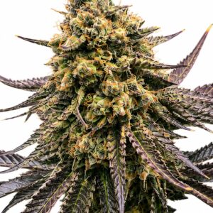 Seed City Seeds White Truffle cannabis plant image 1
