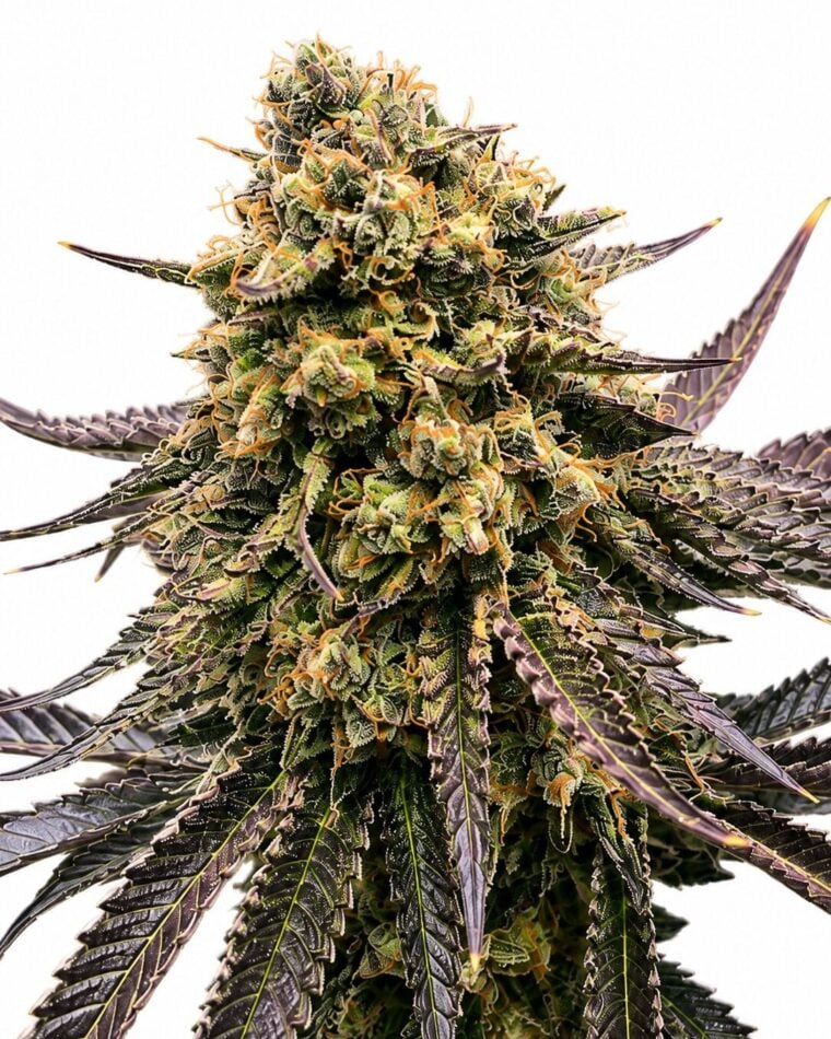 Seed City Seeds White Truffle cannabis plant image 1