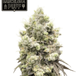 Seed Stockers Barcelona Puff cannabis plant image 1