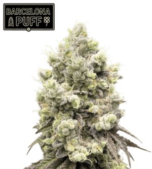 Barcelona Puff