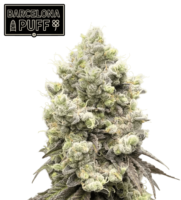 Seed Stockers Barcelona Puff cannabis plant image 1