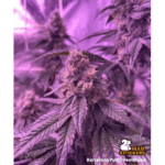 Seed Stockers Barcelona Puff cannabis plant image 3