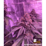 Seed Stockers Barcelona Puff cannabis plant image 4