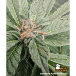 Seed Stockers Barcelona Puff cannabis plant image 5