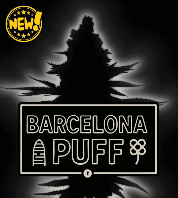 Seed Stockers Barcelona Puff Auto cannabis plant image 1