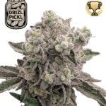 Seed Stockers Drizl Pickl cannabis plant image 1