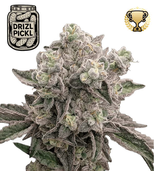 Seed Stockers Drizl Pickl cannabis plant image 1