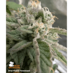 Seed Stockers Drizl Pickl cannabis plant image 3