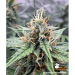 Seed Stockers Drizl Pickl Auto cannabis plant image 1