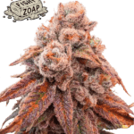 Seed Stockers Fishy Zoap cannabis plant image 1