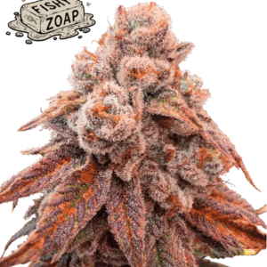 Seed Stockers Fishy Zoap cannabis plant image 1