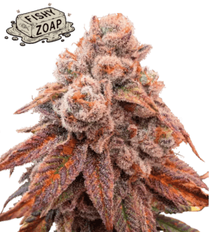 Fishy Zoap