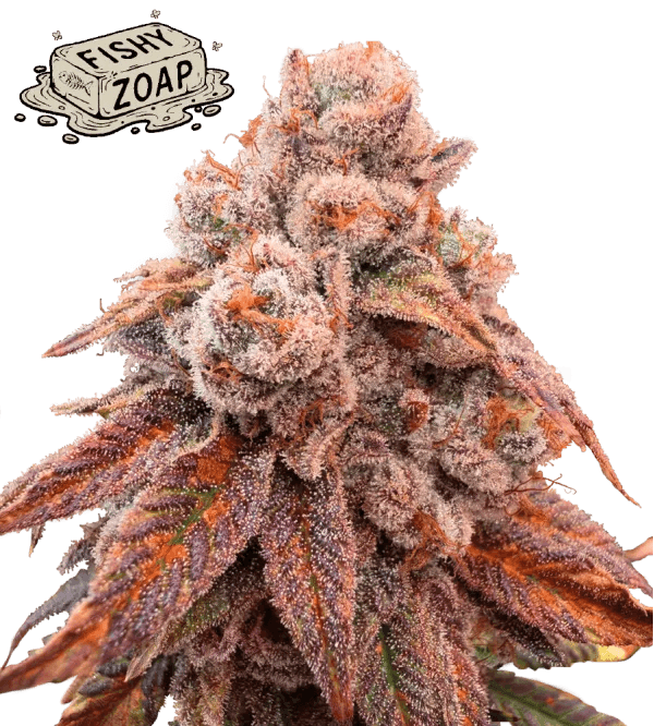 Seed Stockers Fishy Zoap cannabis plant image 1