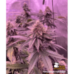 Seed Stockers Fishy Zoap cannabis plant image 3