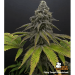 Seed Stockers Fishy Zoap cannabis plant image 4